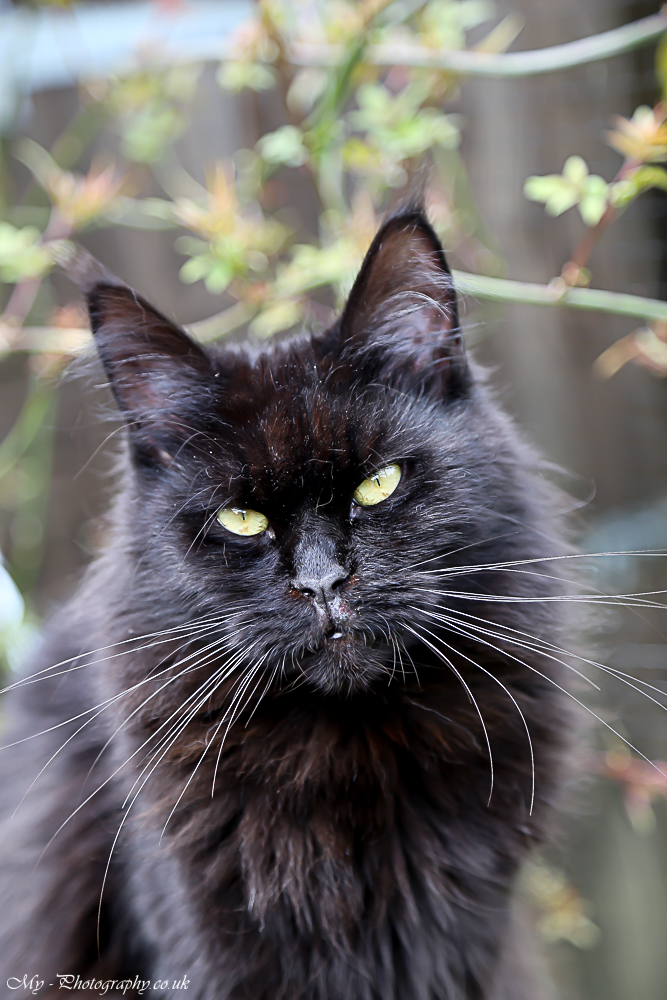 maine coon
